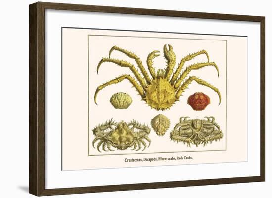 Crustaceans, Decapods, Elbow Crabs, Rock Crabs,-Albertus Seba-Framed Art Print