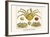 Crustaceans, Decapods, Elbow Crabs, Rock Crabs,-Albertus Seba-Framed Art Print