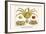 Crustaceans, Decapods, Elbow Crabs, Rock Crabs,-Albertus Seba-Framed Art Print