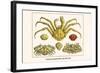 Crustaceans, Decapods, Elbow Crabs, Rock Crabs,-Albertus Seba-Framed Art Print