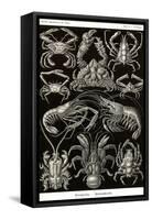 Crustaceans-Ernst Haeckel-Framed Stretched Canvas