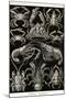 Crustaceans-Ernst Haeckel-Mounted Art Print