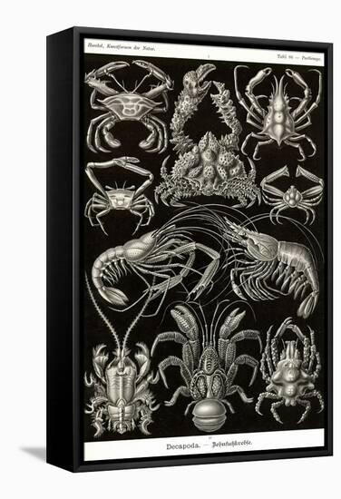 Crustaceans-Ernst Haeckel-Framed Stretched Canvas