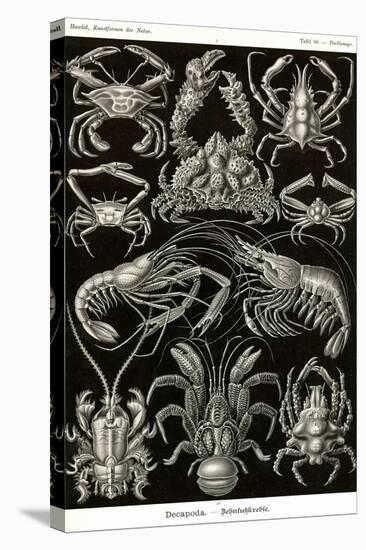 Crustaceans-Ernst Haeckel-Stretched Canvas