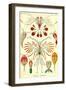 Crustaceans-Ernst Haeckel-Framed Art Print