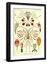 Crustaceans-Ernst Haeckel-Framed Art Print