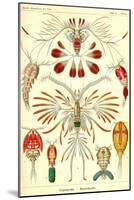 Crustaceans-Ernst Haeckel-Mounted Art Print