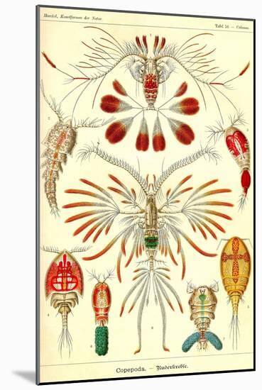 Crustaceans-Ernst Haeckel-Mounted Art Print