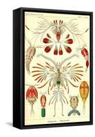 Crustaceans-Ernst Haeckel-Framed Stretched Canvas