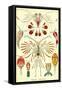 Crustaceans-Ernst Haeckel-Framed Stretched Canvas