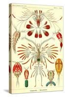 Crustaceans-Ernst Haeckel-Stretched Canvas