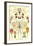 Crustaceans-Ernst Haeckel-Framed Art Print