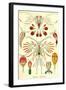 Crustaceans-Ernst Haeckel-Framed Art Print