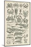 Crustaceans-null-Mounted Giclee Print