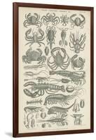 Crustaceans-null-Framed Giclee Print
