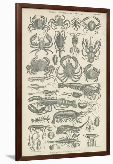 Crustaceans-null-Framed Giclee Print