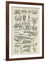 Crustaceans-null-Framed Giclee Print