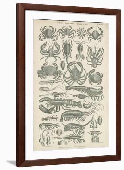 Crustaceans-null-Framed Giclee Print