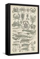 Crustaceans-null-Framed Stretched Canvas