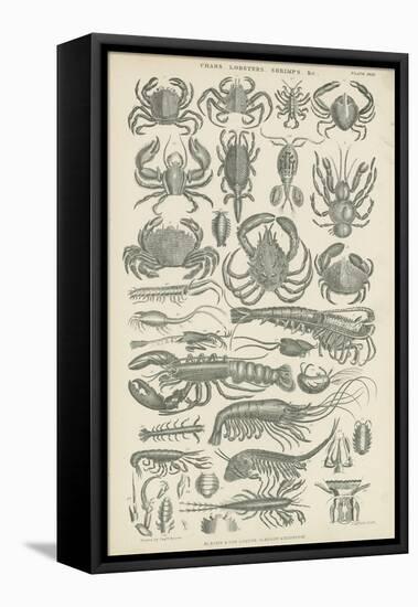 Crustaceans-null-Framed Stretched Canvas
