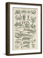 Crustaceans-null-Framed Premium Giclee Print