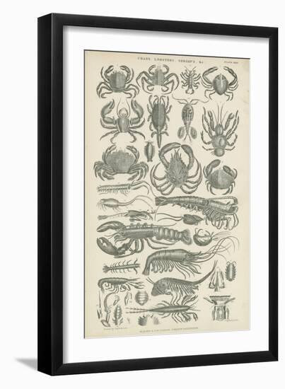 Crustaceans-null-Framed Premium Giclee Print