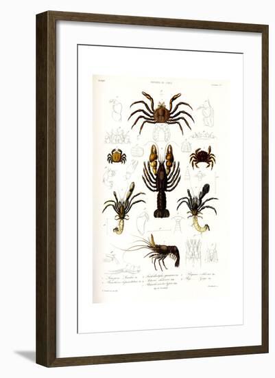 Crustaceos N1, Atlas de La Historia Física y Política de Chile, 1854-Claudio Gay-Framed Giclee Print