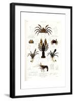 Crustaceos N1, Atlas de La Historia Física y Política de Chile, 1854-Claudio Gay-Framed Giclee Print