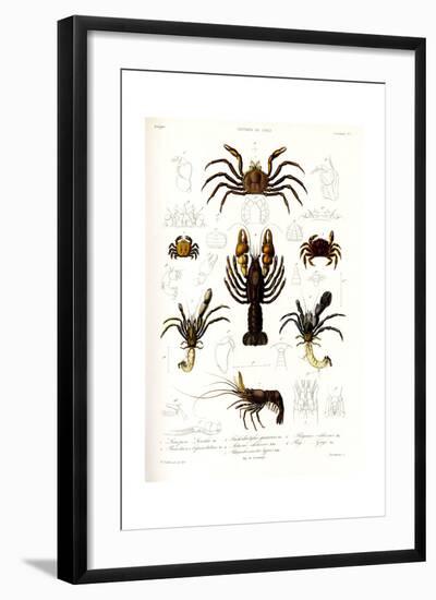 Crustaceos N1, Atlas de La Historia Física y Política de Chile, 1854-Claudio Gay-Framed Giclee Print