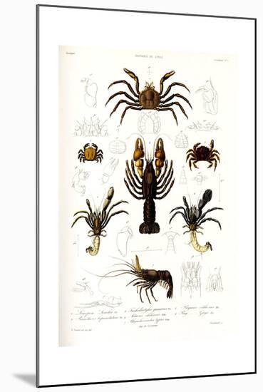Crustaceos N1, Atlas de La Historia Física y Política de Chile, 1854-Claudio Gay-Mounted Giclee Print