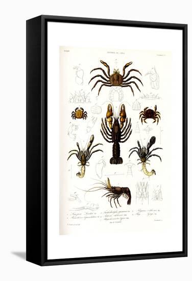 Crustaceos N1, Atlas de La Historia Física y Política de Chile, 1854-Claudio Gay-Framed Stretched Canvas