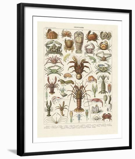 Crustaces-Adolphe Millot-Framed Art Print