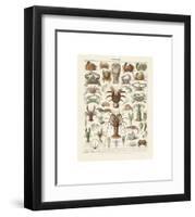 Crustaces-Adolphe Millot-Framed Giclee Print