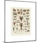 Crustaces-Adolphe Millot-Mounted Giclee Print