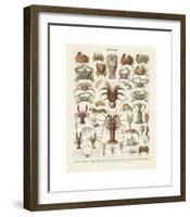 Crustaces-Adolphe Millot-Framed Giclee Print