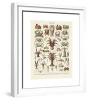 Crustaces-Adolphe Millot-Framed Giclee Print