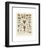 Crustaces-Adolphe Millot-Framed Art Print