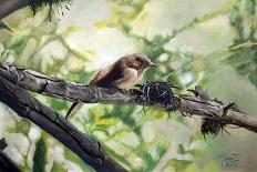 House Wren, the Harmonious Singing, 2010-Cruz Jurado Traverso-Giclee Print