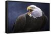 Cry of the Eagle-Jeremy Paul-Framed Stretched Canvas