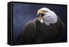 Cry of the Eagle-Jeremy Paul-Framed Stretched Canvas