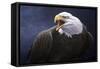 Cry of the Eagle-Jeremy Paul-Framed Stretched Canvas