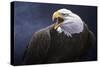 Cry of the Eagle-Jeremy Paul-Stretched Canvas