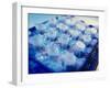 Cryostorage of DNA Samples In Microtubes-Tek Image-Framed Photographic Print