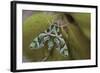 Cryptic-Jimmy Hoffman-Framed Giclee Print