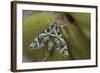 Cryptic-Jimmy Hoffman-Framed Giclee Print