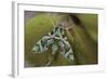 Cryptic-Jimmy Hoffman-Framed Giclee Print