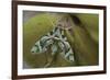 Cryptic-Jimmy Hoffman-Framed Giclee Print