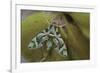 Cryptic-Jimmy Hoffman-Framed Giclee Print