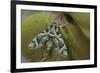 Cryptic-Jimmy Hoffman-Framed Giclee Print