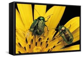 Cryptocephalus Hypochaeridis (Green Leaf Beetle)-Paul Starosta-Framed Stretched Canvas